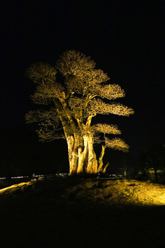 景观树灯光夜景