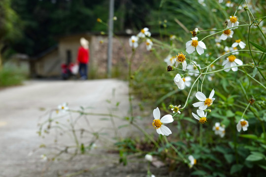 路边小花