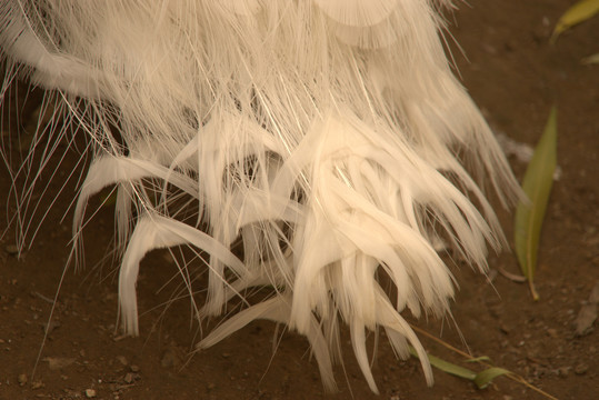 白孔雀尾