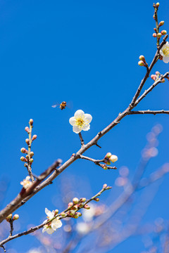 梅花上蜜蜂飞