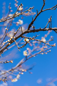 蓝天下绽放的白梅花