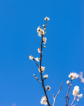 一枝绽放的白梅花