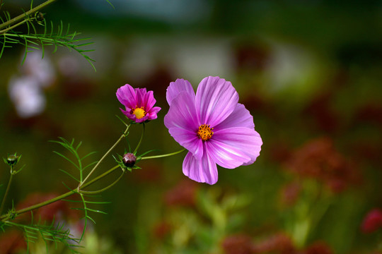 格桑花