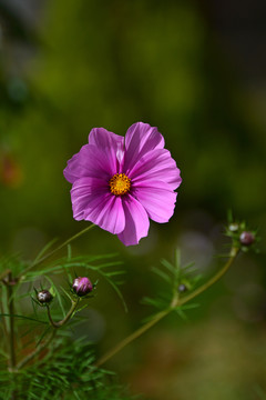 格桑花