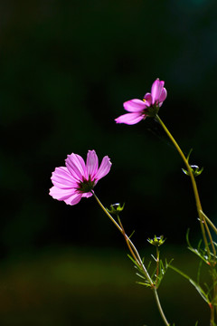 格桑花