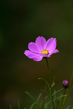 格桑花