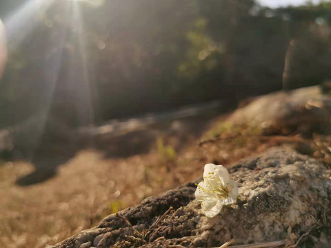 梅花