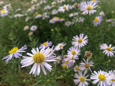 野生狗娃花