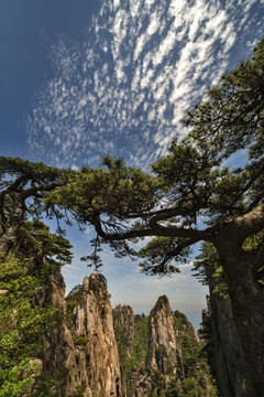 黄山冬景