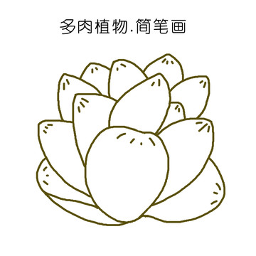 多肉植物简笔画