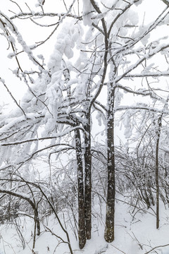 香炉山雪景