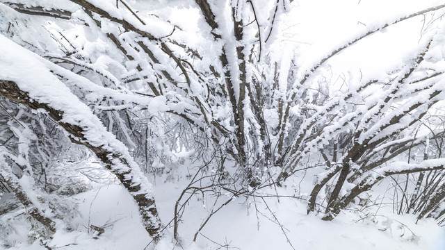 冬季雪景