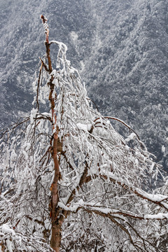 雪景