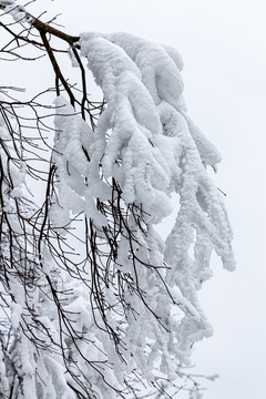 高山雪景