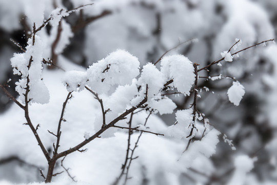 雪景