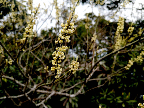 山鸡椒树