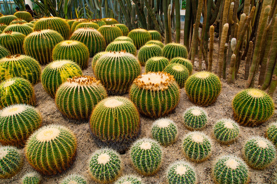 厦门植物园沙生植物馆