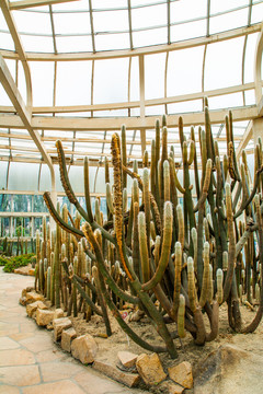 厦门植物园沙生植物馆