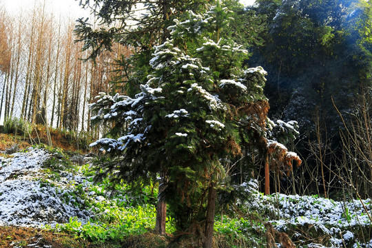 雪树