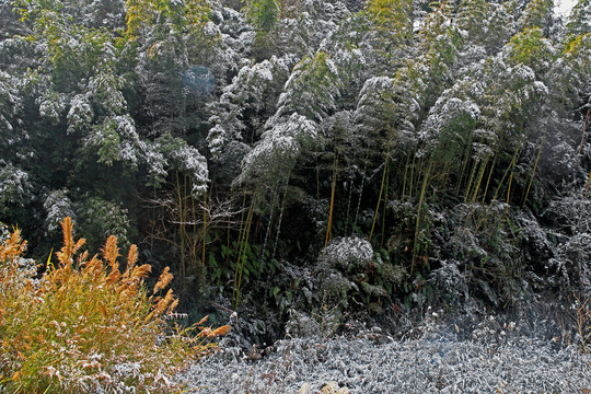 竹林雪景