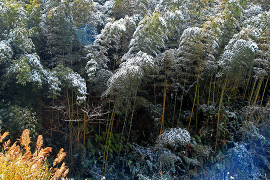 竹林雪景