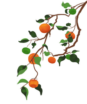 大紅柑