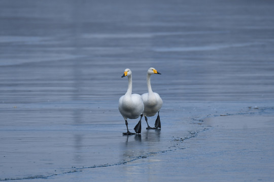 一对漫步在冰面上的大天鹅