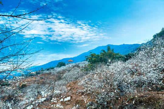 流溪飘雪