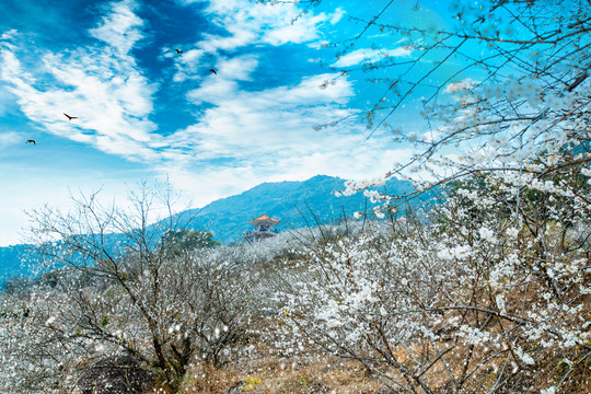 流溪飘雪