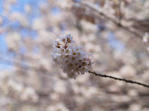 樱桃花