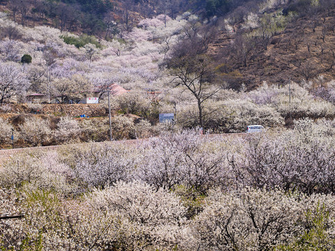 崂山春光