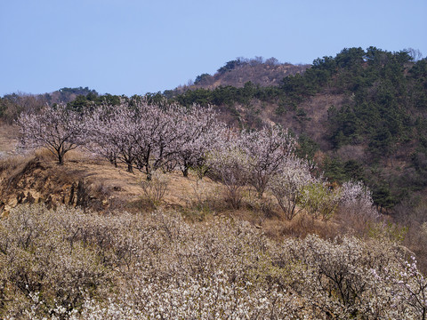 崂山樱桃花