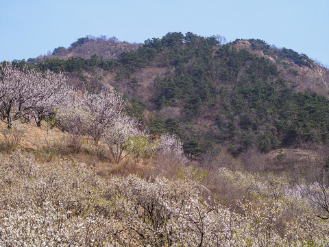 崂山樱桃花