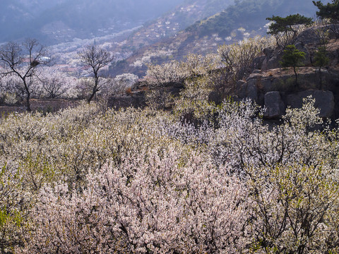 崂山樱桃花