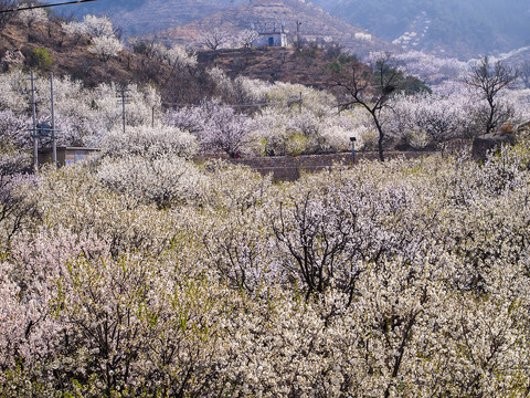 崂山樱桃花