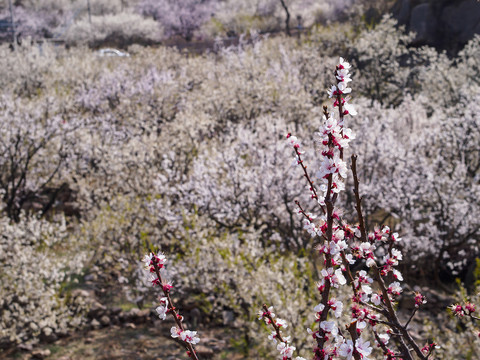 崂山樱桃花