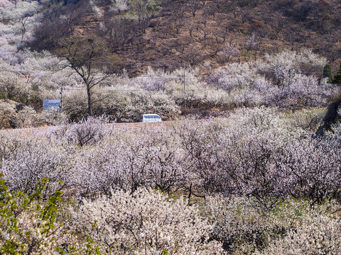 崂山樱桃花