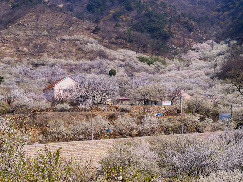 崂山春光