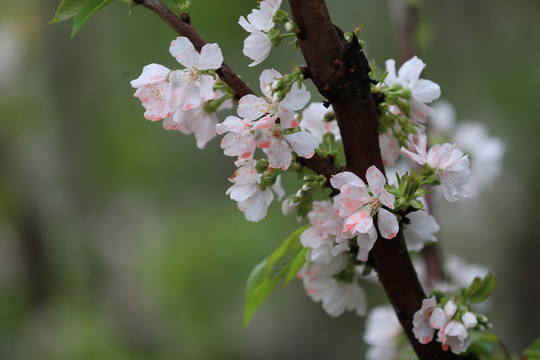 大棚樱桃花