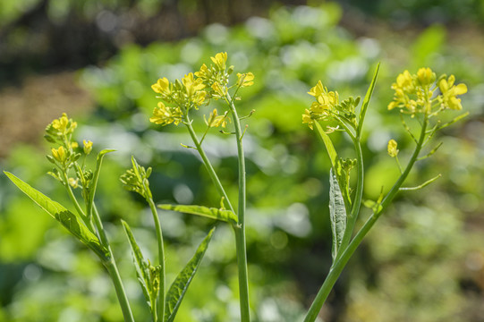 油菜花