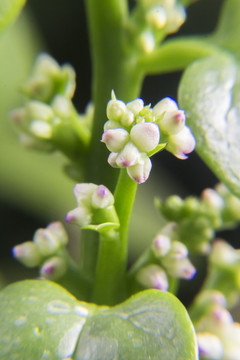 木耳菜花蕾