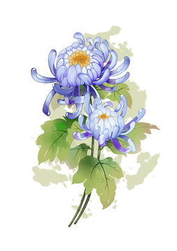 手繪菊花