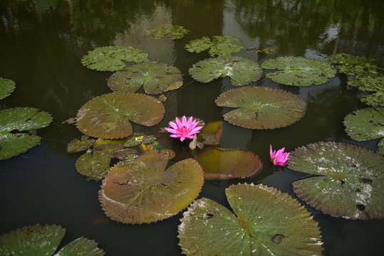 荷花池