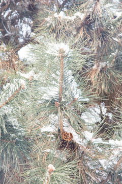 大雪压青松