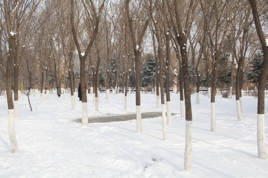 冬天雪景