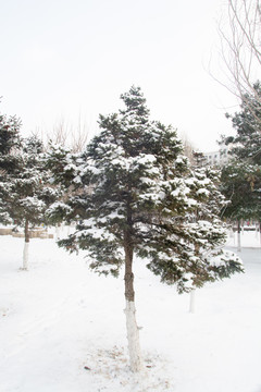 大雪压青松