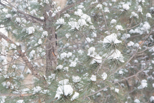 大雪压青松