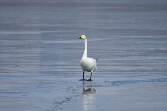 一只游走在冰面上寻找食物的大天
