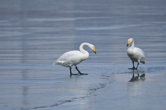 两只站在冰面上的大天鹅