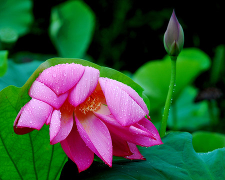 雨后荷花